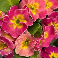 プリムラ　ジュリアンの画像