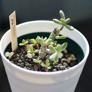 群卵,チレコドン 群卵,多肉植物,チレコドン属,テラスの画像