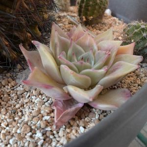 多肉植物,ベランダの画像