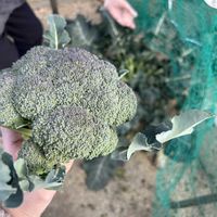 ブロッコリー,家庭菜園の画像