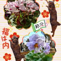 シクラメン,シクラメン  グリーンティアラ,さび猫,さび猫,さび猫の画像