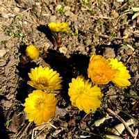 福寿草,福寿草(ふくじゅそう),2月,庭の画像