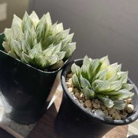 ハオルチア,ハオルチア,ハオルチア,リプサリス,多肉植物の画像