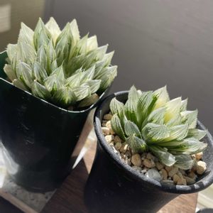 ハオルチア,ハオルチア,ハオルチア,リプサリス,多肉植物の画像