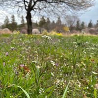 セツブンソウ,ナズナの画像