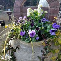 夢見るパンジー,ヌーヴェルヴァーグ アクアレール,寄せ植え,水耕栽培,ナチュラルガーデンの画像