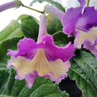 ストレプトカーパス,ストレプトカーパス　シルビア,花のある暮らし,イワタバコ科,北海道からの画像