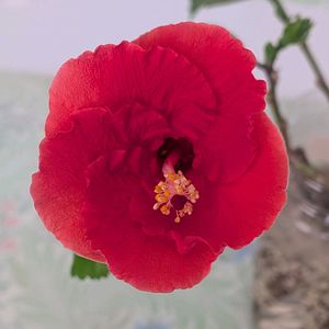 ハイビスカス•ボルケーノ,水挿し,冬越しチャレンジ,キッチンの画像