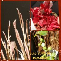 ボケ,トキワハゼ,みんな元気で！,ゆるくたのしく,花友さんに感謝♡の画像