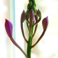 アグラオネマ,コルジリネ,エピデンドラム,エピデンドラム,フィロデンドロン・バーキンの画像