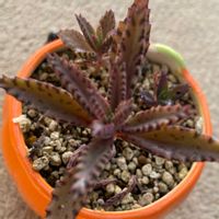 鉢植え,我が家,家庭菜園の画像