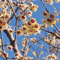 ロウバイ,花のある暮らし,花自慢,花中毒,植物マニアの画像