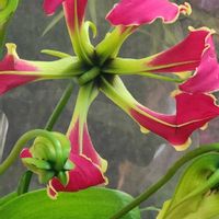 グロリオサ,グロリオサの画像