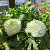 ラナンキュラス,かわいい,きれい,花のある暮らし,サンルームの画像