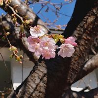 ストック,河津桜,カワヅザクラ,ストック　カルテット,種まきっ子の画像