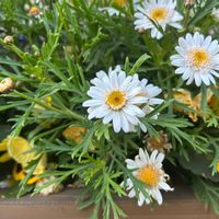 マーガレットの画像