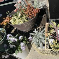 ボリジ,ロータス ブリムストーン,白妙菊(しろたえぎく)の画像