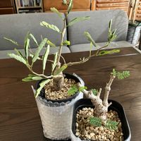 センナ・メリディオナリス,センナ属,センナ メリディオナリス,和室の画像