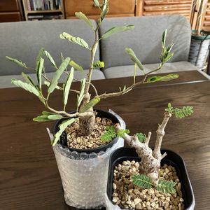 センナ・メリディオナリス,センナ属,センナ メリディオナリス,和室の画像