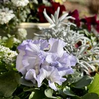 アリッサム,イベリス,絵になるスミレ・パルム,ヘリクリサム コルマ,日向ぼっこの画像