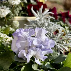 アリッサム,イベリス,絵になるスミレ・パルム,ヘリクリサム コルマ,日向ぼっこの画像