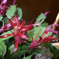 デンマークカクタス,シャコバ サボテン,no green no life,寒さに負けない,お花大好き♡の画像