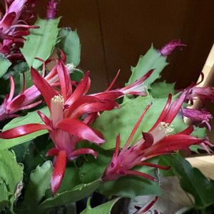 デンマークカクタス,シャコバ サボテン,no green no life,寒さに負けない,お花大好き♡の画像