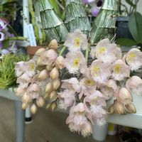 カトレア,デンドロビウム,胡蝶蘭,クロウェシア・レベッカノーザン・ミッカビ,洋蘭の画像