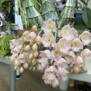 カトレア,デンドロビウム,胡蝶蘭,クロウェシア・レベッカノーザン・ミッカビ,洋蘭の画像