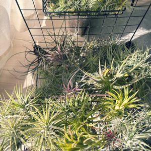 エアプランツ,エアープランツ/チランジア,観葉植物のある暮らし,＃チランジア,キッチンの画像