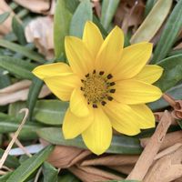 ガザニア,ガザニア,散歩の写真の画像