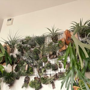 エアプランツ,エアープランツ/チランジア,チランジア着生,＃チランジア,リビング・ダイニングの画像