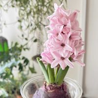 ヒヤシンス,ヒヤシンス,ヒヤシンス 水耕栽培,植物のある暮らし,植物と暮らすの画像