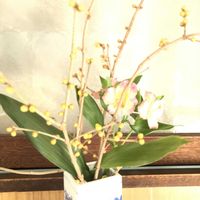 オレガノ,カリブラコア,葉牡丹,ラベーンダー,アリッサム、ジユリアンの画像