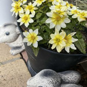 ヒナソウ,ビデンス ジュジュ,ヤマガラ(山雀),ビオラ　バニーガール,野鳥（ヤマガラ）の画像