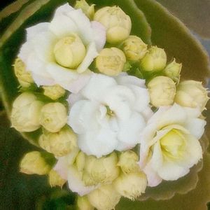 小さな庭の画像