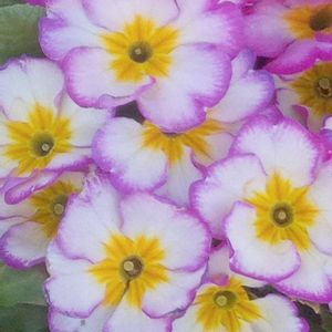 小さな庭の画像