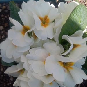 小さな庭の画像