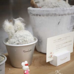 サボテン,サボテン寄せ植え,うさみみ サボテン,うさみみ サボテン,うさみみちゃんの画像