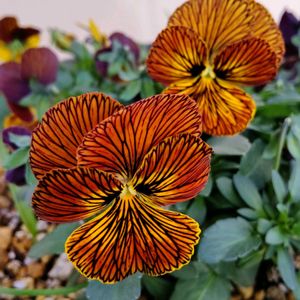 はなのある暮らし,ベランダの画像