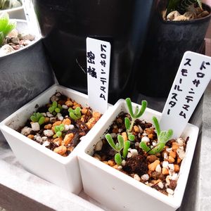 ドロサンテマム蜜橘,ドロサンテマム蜜橘,ドロサンテマム　スモールスター,ドロサンテマム　スモールスター,多肉植物の画像