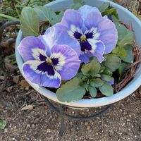 パンジー,ビオラ,ビオラ・パンジー,GS映え,GS日和の画像