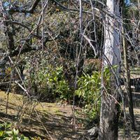 ウスネオイデス,枝垂れ梅,エアプランツ,ピンク,自宅の画像