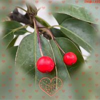 スイセン,ヤブツバキ,ソヨゴ,マイクロミニバラ,カンザキアヤメの画像