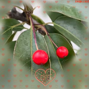 スイセン,ヤブツバキ,ソヨゴ,マイクロミニバラ,カンザキアヤメの画像