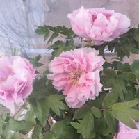 ボタン,ロウバイ,紅梅,スキミアの画像