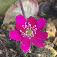 ユキワリソウ,ユキワリソウ,ユキワリソウ,開花,可愛いの画像