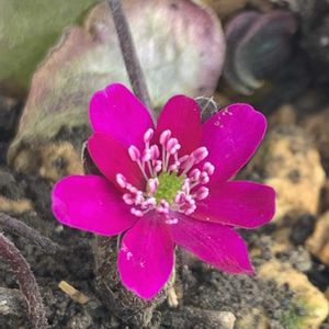 ユキワリソウ,ユキワリソウ,ユキワリソウ,開花,可愛いの画像