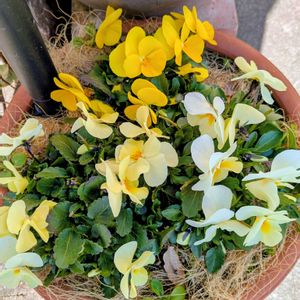 ビオラ,寄せ植え.,鉢植え,お花のある暮らし,小さな庭の画像
