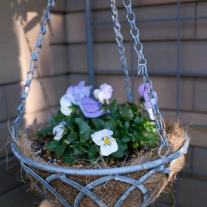 パンジー プレンティフォール,ハンギング,玄関アプローチの画像